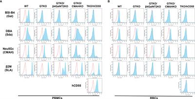 Serum Antibody Binding and Cytotoxicity to Pig Cells in Chinese Subjects: Relevance to Clinical Renal Xenotransplantation